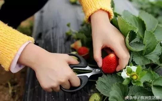 株洲市总体规划,株洲2019年规划