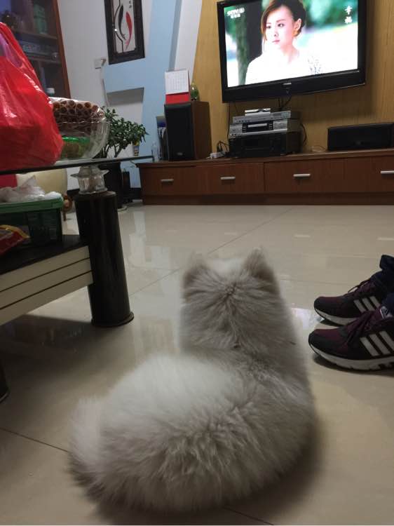 我家萨摩耶这几天不吃东西,萨摩耶拉稀自己吃掉