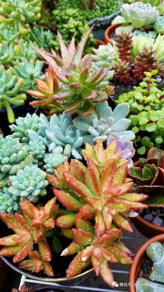养多肉人发的朋友圈,养肉者们分享的多肉视频