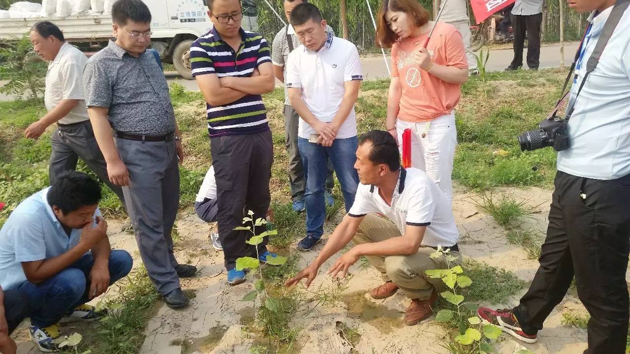 苗木那些事,山东苗木现状分析