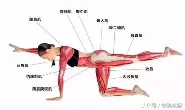 卷腹核心肌锻炼方法,锻炼腹直肌横肌最好的方法