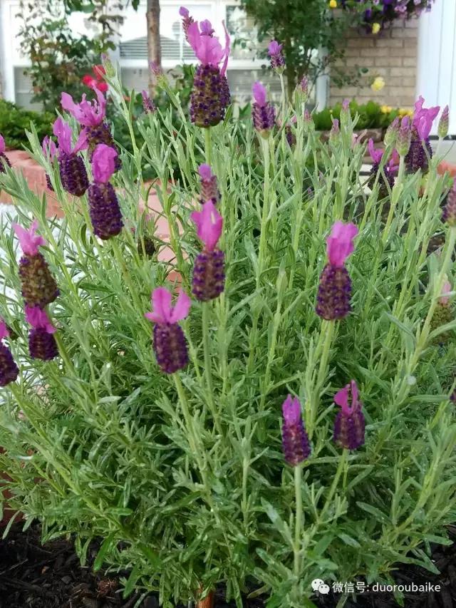 养多肉人发的朋友圈,养肉者们分享的多肉视频