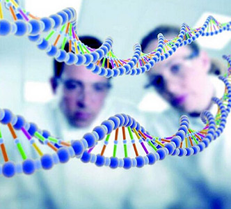 生男生女的关键取决于什么,生男生女的胎型