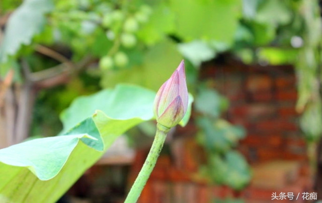 一节藕种出一池莲花,荷花盆景藕种