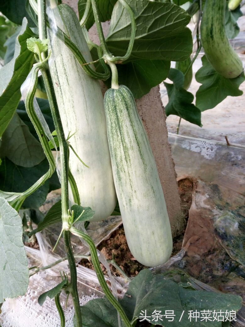 不要跟风种菜,不要跟风选种