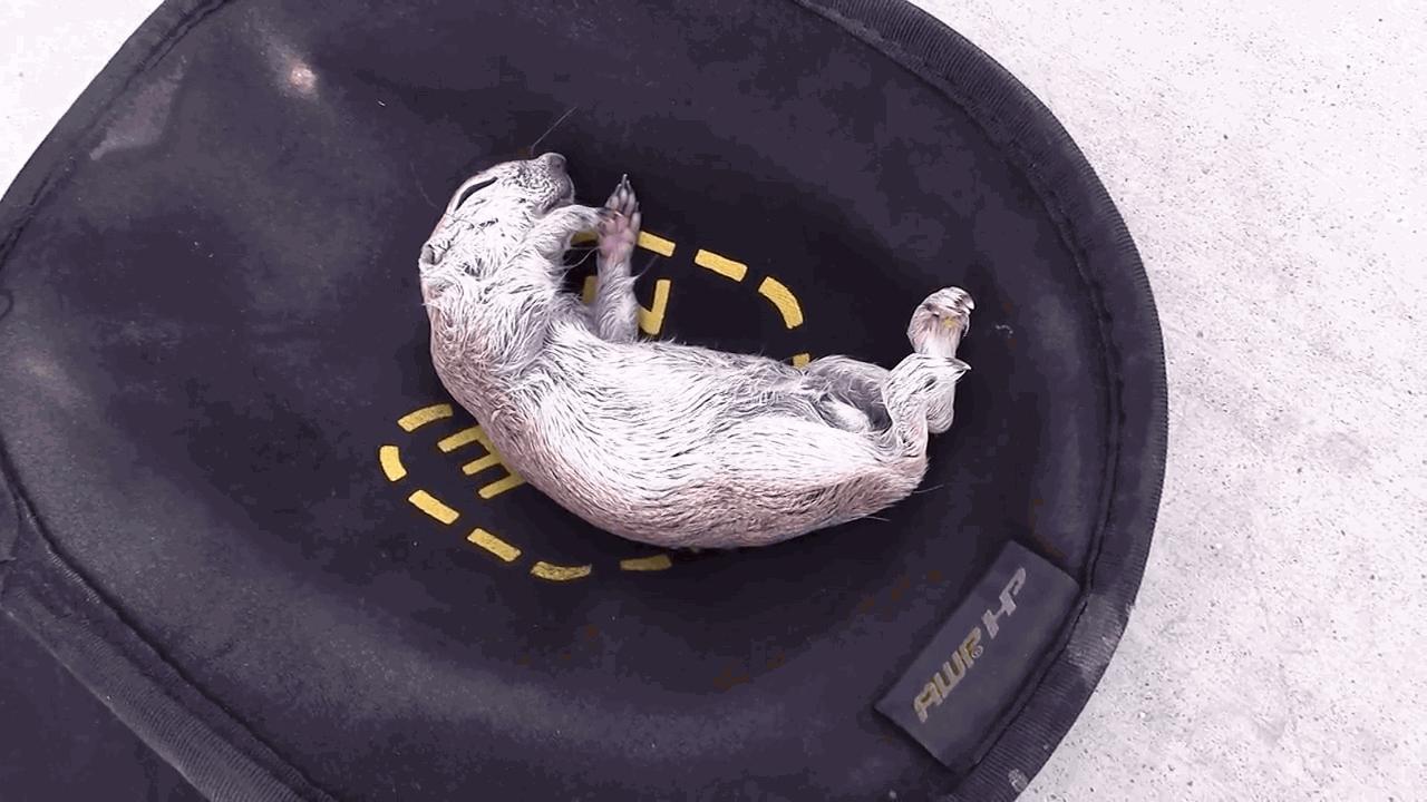 用CPR试图拯救濒死的小松鼠，走一趟鬼门关的生命终于起死回生