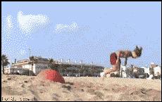 搞笑瑜伽球翻滚,瑜伽球搞笑