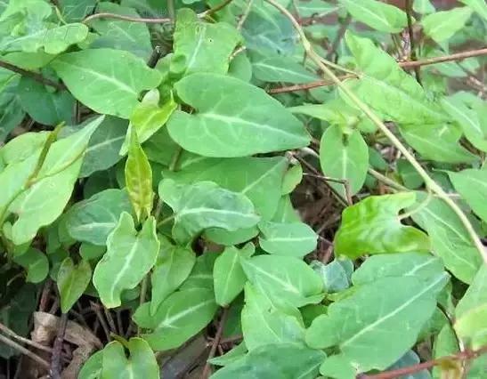 云南人再贵也要吃野生菌,云南人吃饭奢侈