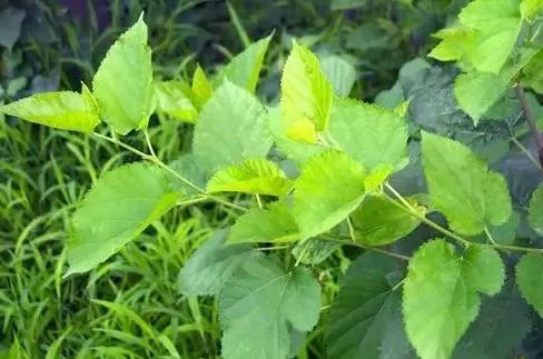 云南人再贵也要吃野生菌,云南人吃饭奢侈