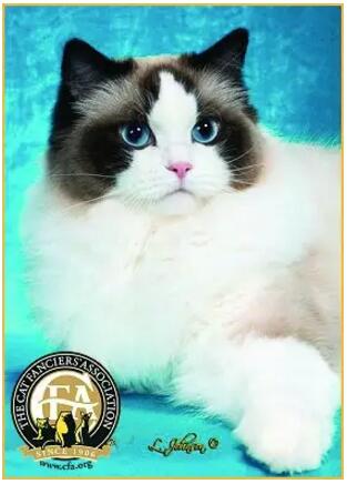 布偶猫美,布偶猫好美