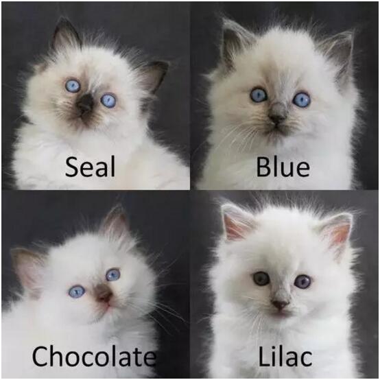 布偶猫美,布偶猫好美