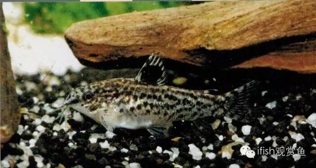 鼠鱼如何繁育,小型鼠鱼怎么养