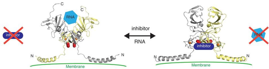 hcv特效药,hpv药研发到什么进度了