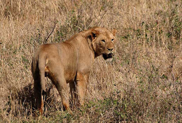 威严公狮子其实不靠谱：“恋足癖”、爱足疗，还关公崇拜？