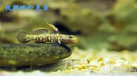 大圣年,大圣过年放鞭炮