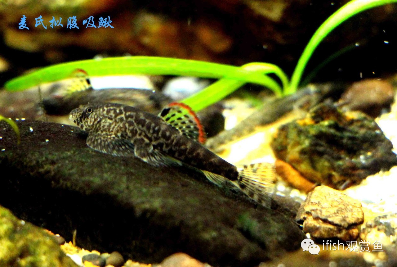 大圣年,大圣过年放鞭炮