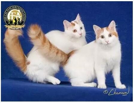 布偶猫美,布偶猫好美