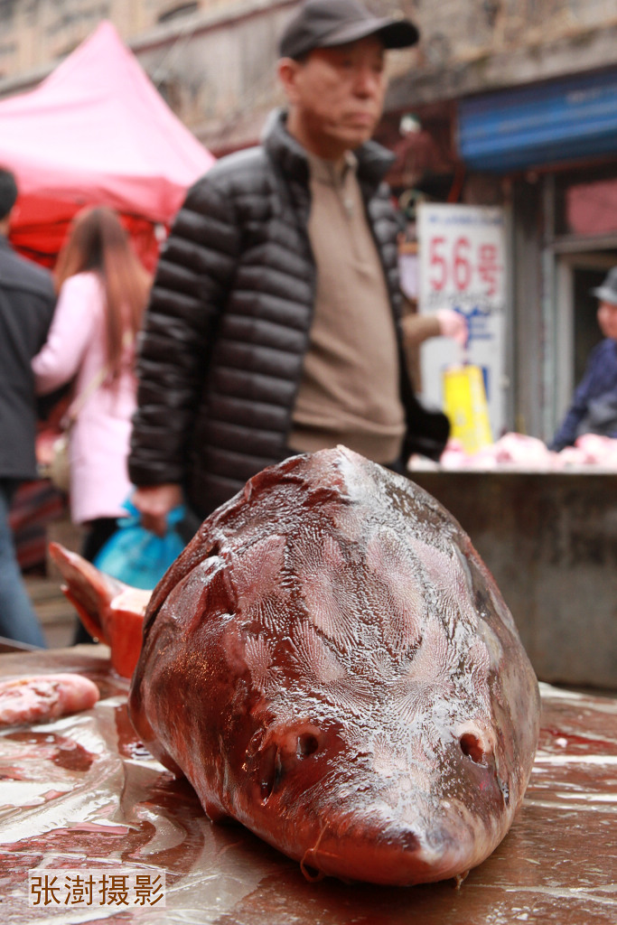 几百斤的鳇鱼,三万一斤的鳇鱼