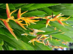 哥斯达黎加有哪些红色的花,哥斯达黎加月季花