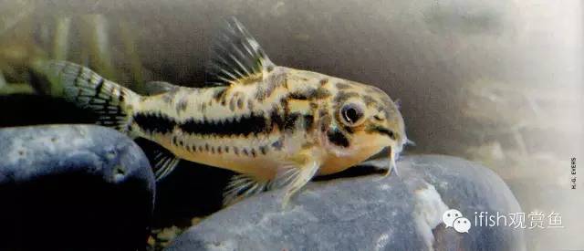 鼠鱼如何繁育,小型鼠鱼怎么养