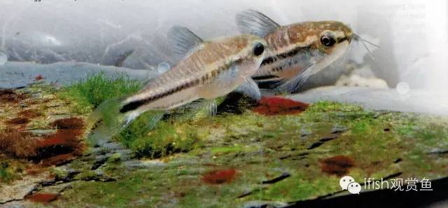 鼠鱼如何繁育,小型鼠鱼怎么养