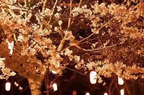 2020年日本樱花季观赏最全攻略,樱花节要来啦