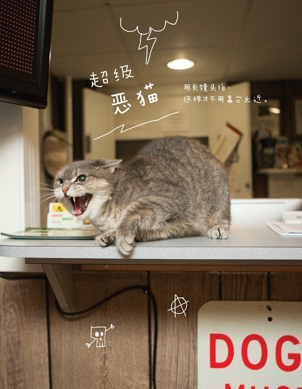 猫咪的几种常见坐姿,猫主子的各种睡姿