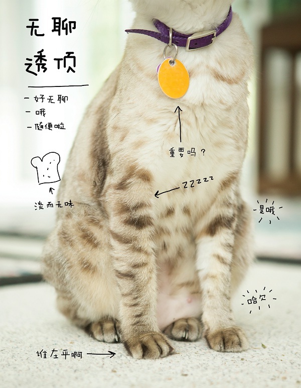 猫咪的几种常见坐姿,猫主子的各种睡姿