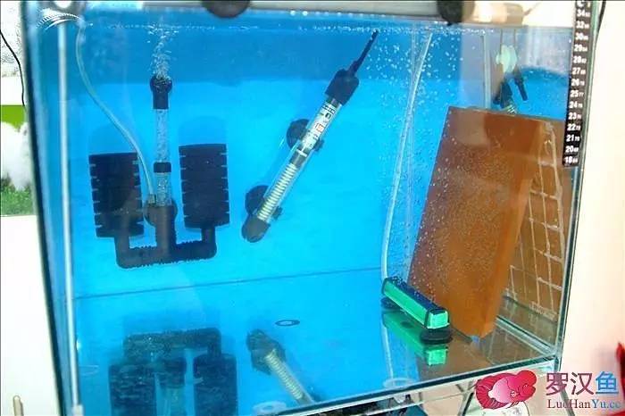 罗汉参的繁殖方法,罗汉鱼怎么养起头