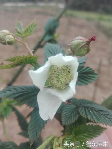 树莓苗怎么辨别真假,树莓苗和草莓苗区别