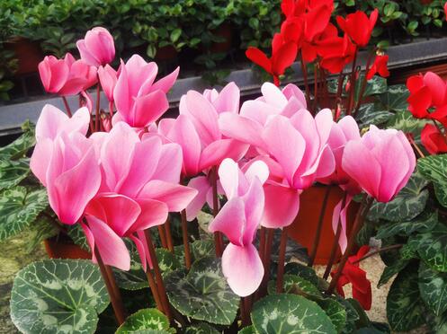 去花卉市场什么季节买花便宜,过年了到花卉市场买花