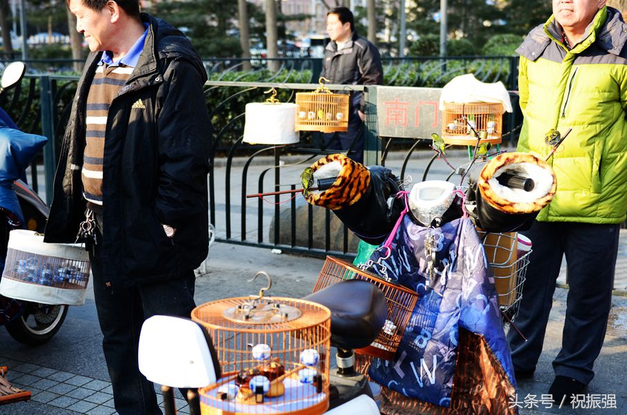 北京十大花鸟鱼虫市场,北京官园花鸟鱼虫市场现在开放吗