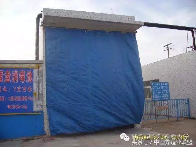 冬季鸡怎么管理,冬季脱温鸡怎么养