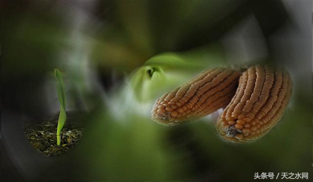原创：浓浓年味米花香（天之水网）