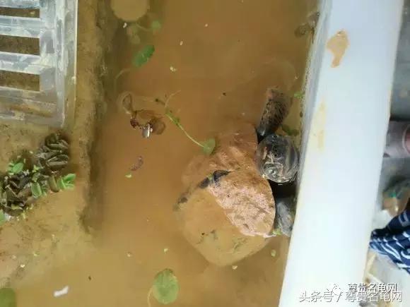 懒人养龟有诀窍，泥水生态养殖就是那么简单！