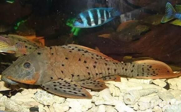 24k黄金达摩野生和人工的区别,24k黄金达摩真的有黄金吗