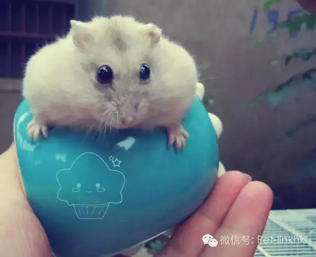 仓鼠咬人后死亡,奶茶仓鼠咬人吗