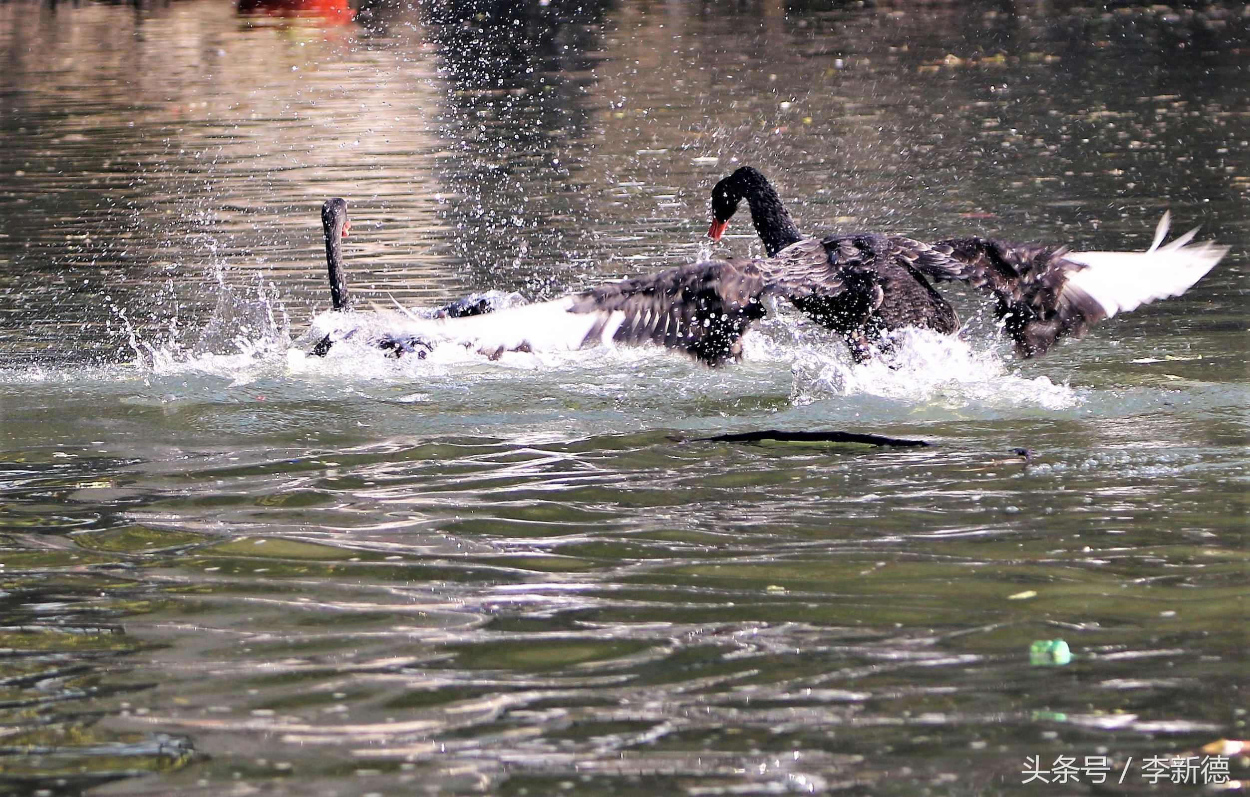 适马150-600镜头拍海上,适马150-600镜头拍视频怎么样