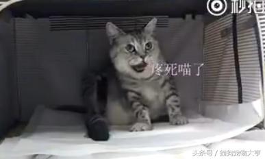 猫妈妈生宝宝的全过程,猫妈妈分娩