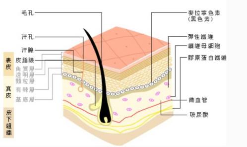蛋白线埋线提升视频,蛋白线埋线提升注意事项