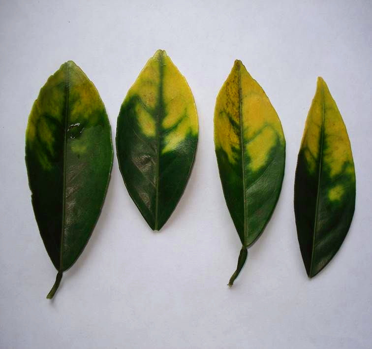 绿萝叶尖发黑怎么办,绿萝叶子发黑剪掉以后会再长吗