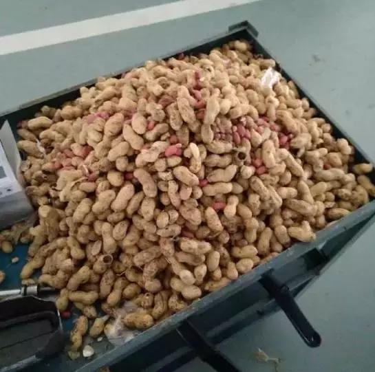 老鼠——我可能藏了假花生