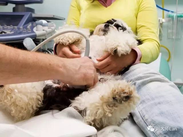 爱犬怀孕11年,狗狗假孕到底是怀孕还是没怀孕