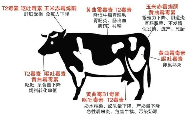 奶牛阶段饲养管理与疾病防治,奶牛常见病特征与防控知识集