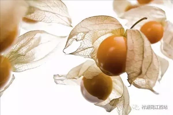 农村五大野果你吃过几种,农村山里的野果有哪些