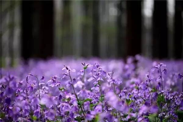 是一年的苗好还是二年的苗好,未来几年苗木行情哪种苗有市场