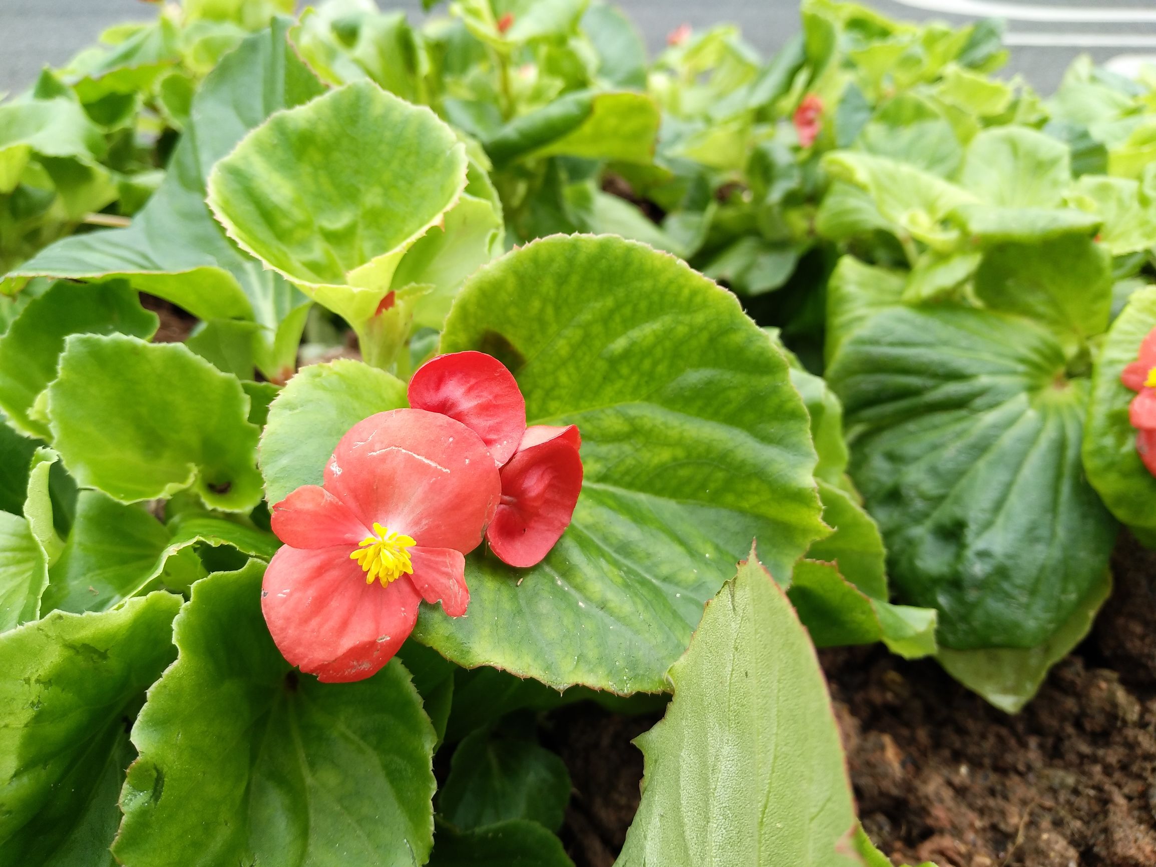 vivox9plus星空灰和黑色哪个好,vivox9星空灰跟金色尺寸一样