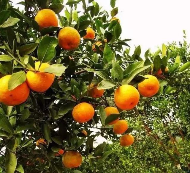 福建汀州土特产,福建零食特产有哪些