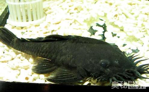 24k黄金达摩野生和人工的区别,24k黄金达摩真的有黄金吗