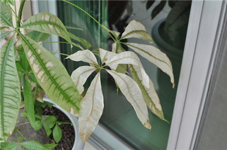 养花小窍门发财树叶子发黄怎么办,室内养的发财树叶子发黄怎么办